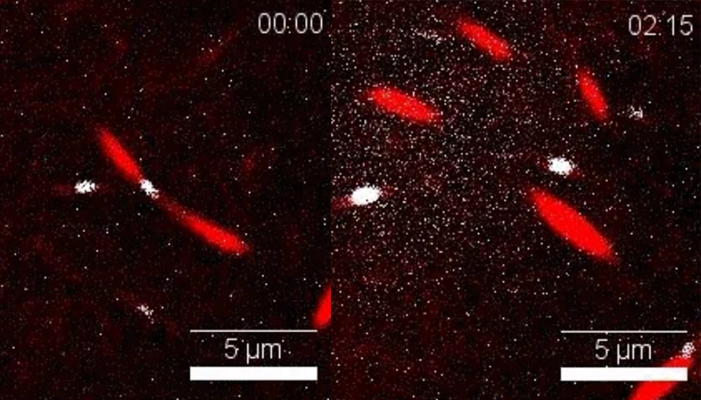 Myosin molecules (white) gather at the center of the actin molecules (red), which causes them to divide into two