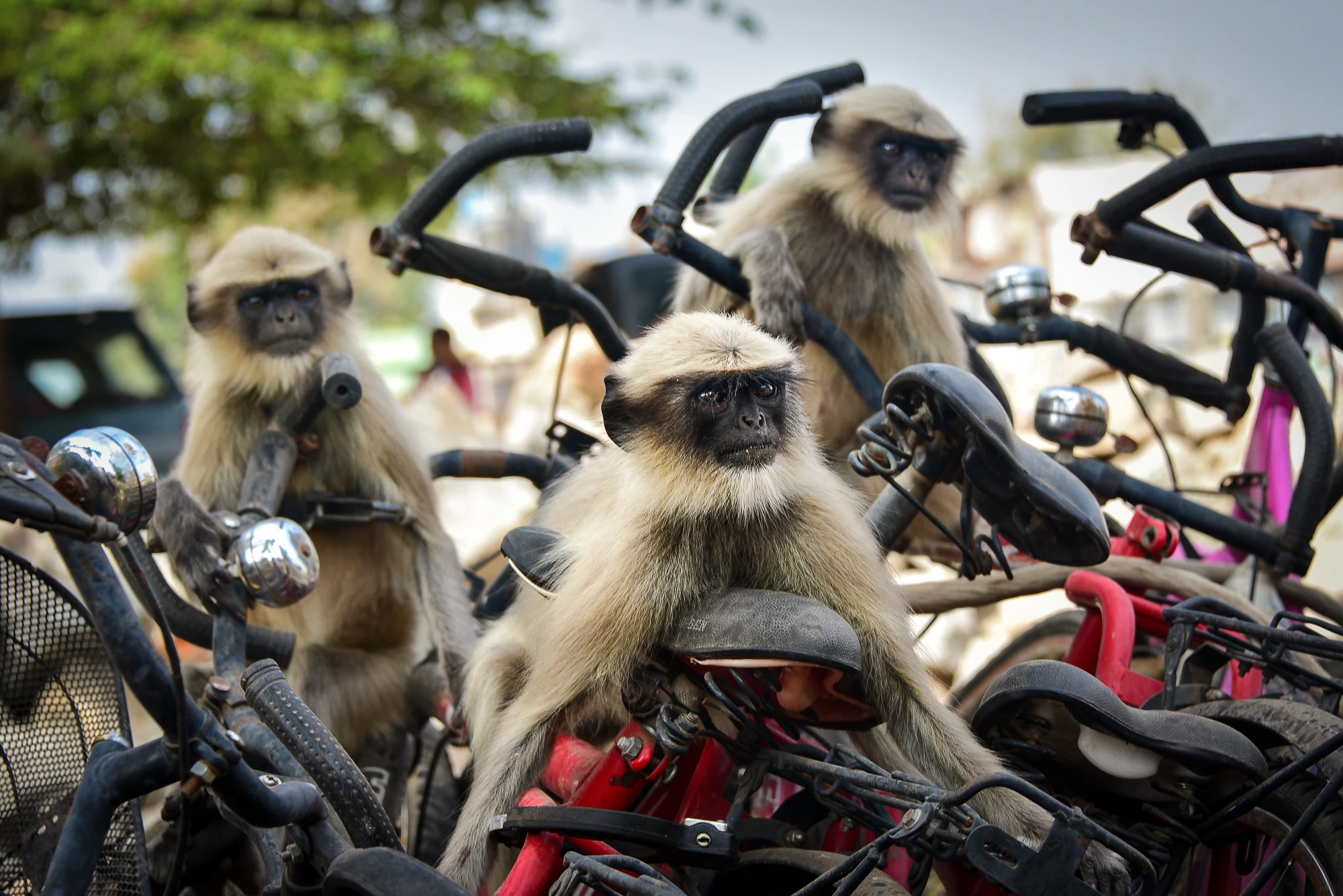 Langurs aboard a bunch of bicycles in Hampi, India