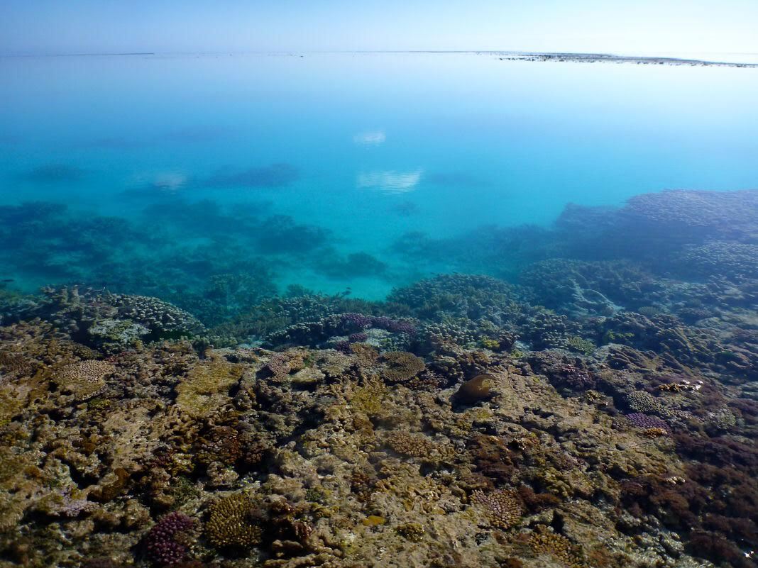 Coral along the reef edge in One Tree Island's lagoon