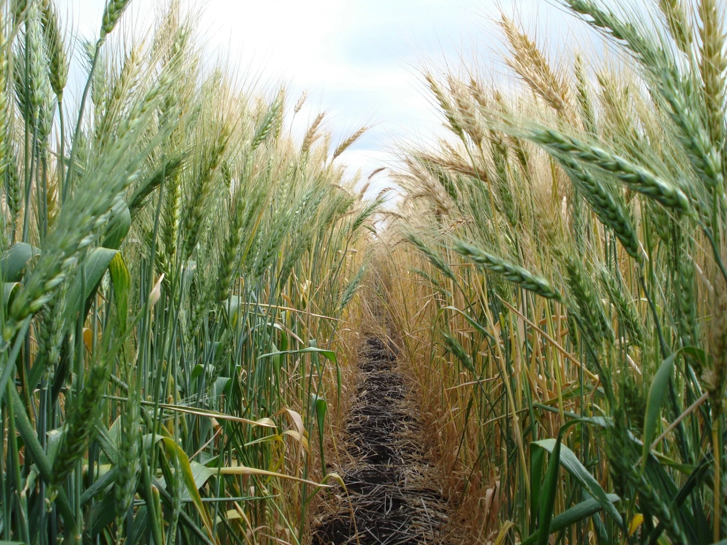 Modern wheat varieties have out-performed older varieties in side-by-side field trials under both optimum and harsh growing conditions