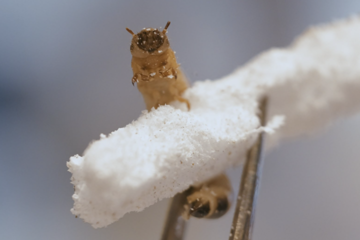 Zophobas atratus worms can live on a diet of plastic, with their unique microbiome able to break down the material