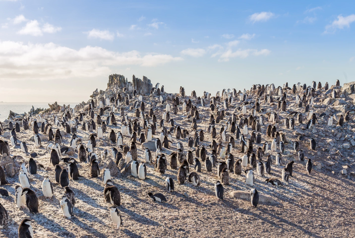 A colony of chinstrap penguins on Half Moon Island