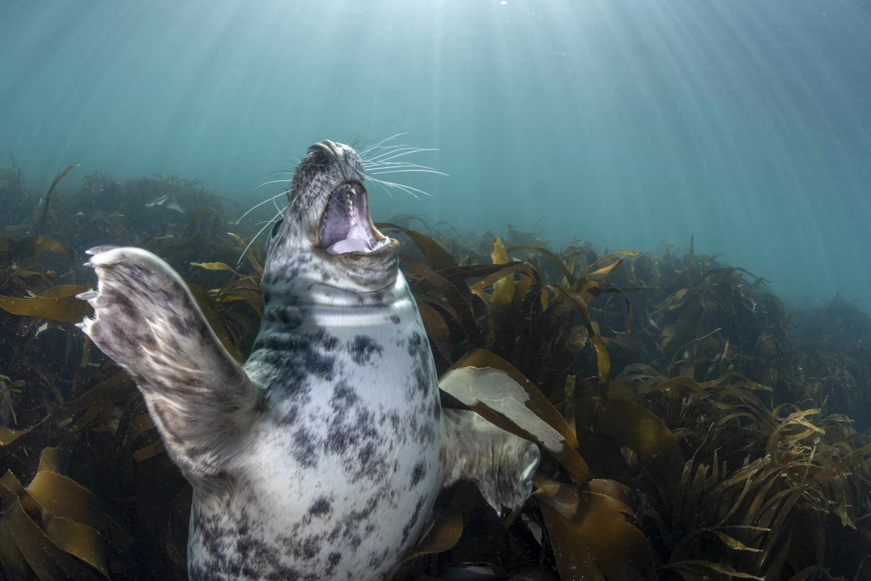 Third, British Waters Wide Angle. A grey seal pup stretches and performs an exaggerated yawn as it awakens from a snooze in the kelp