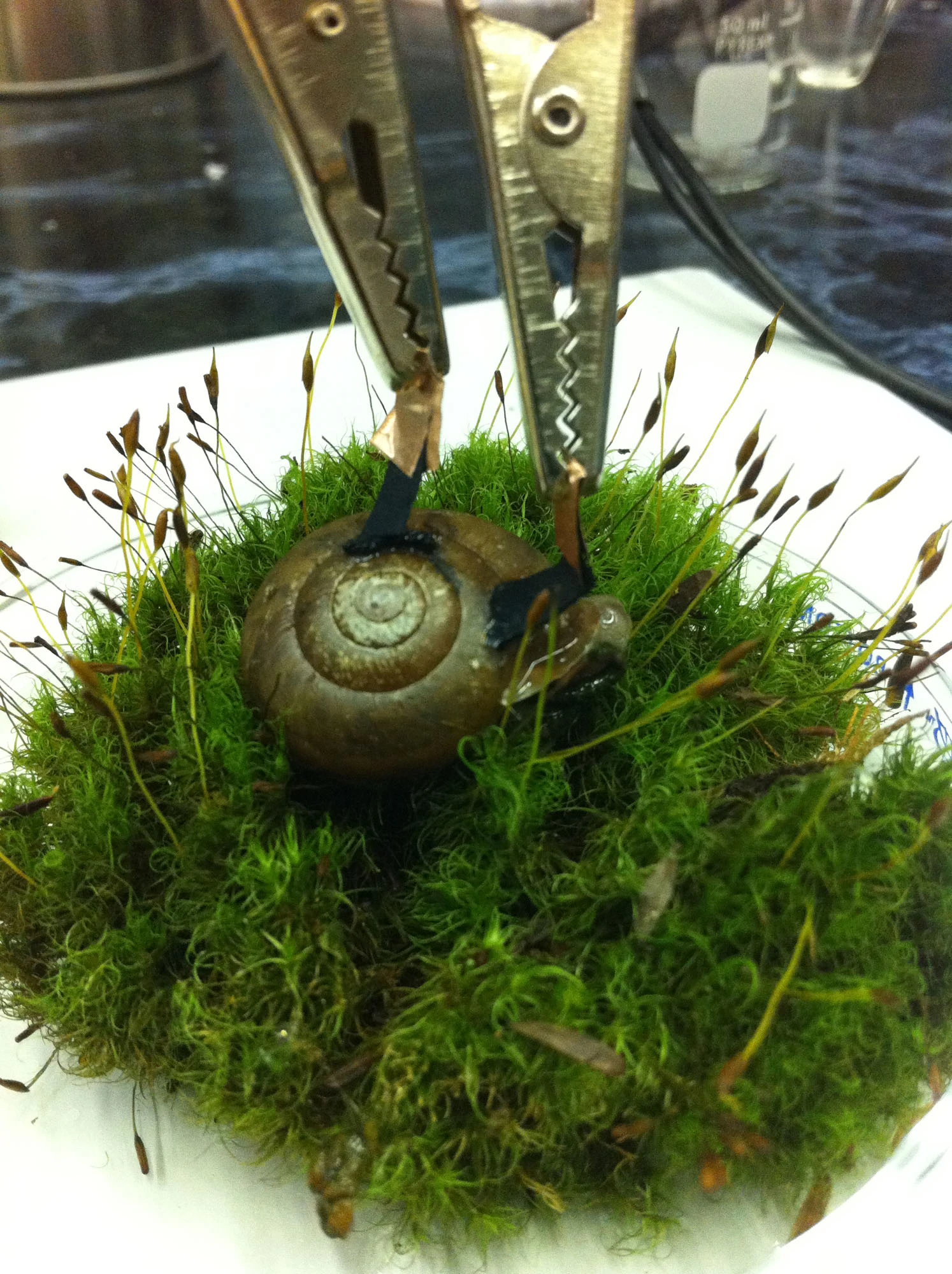 The cyborg snail with a biofuel cell implant that generates electrical power from glucose and oxygen in the snail's blood