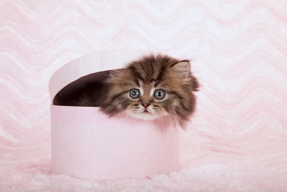 Qubits are fickle things, having a tendency to lose superposition under observation - recall Schrödinger and his unfortunate cat (Photo: Linn Currie/Shutterstock)