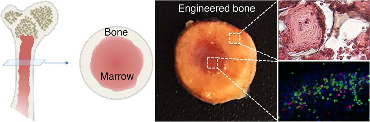 Left: Cartoon illustration of long bone structure; center: Image of engineered bone with marrow cavity; right: High magnification images of bone tissue (top) and marrow cells (bottom)