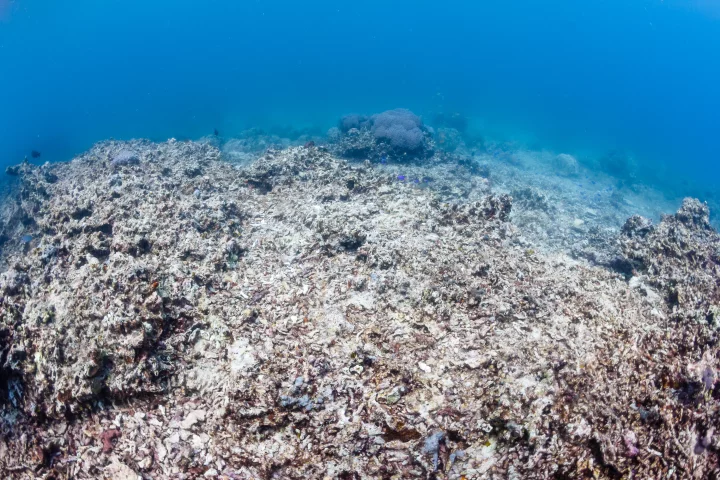 Edinburgh study finds evidence that ocean acidification was to blame for the Permian-Triassic Boundary extinction 252 million years ago (Photo: Shutterstock)