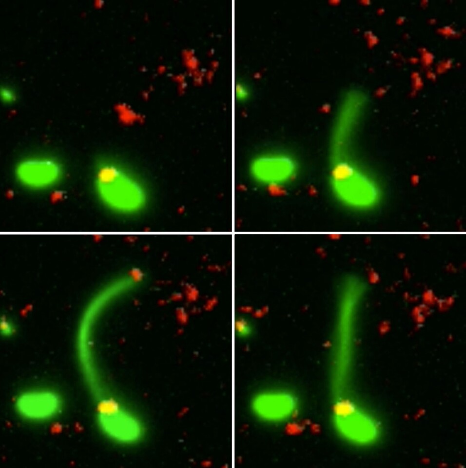 A series of stills showing the bacteria using a pilus like a harpoon to ensnare DNA fragments, in order to absorb them and develop new traits, such as antibiotic resistance