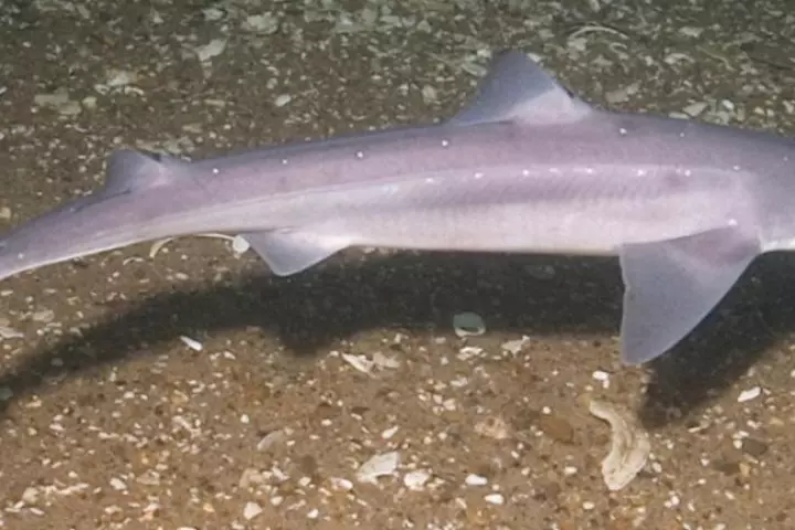 An artificial steroid based on a powerful antiviral compound found in the dogfish shark could help scientists in the fight against Parkinson's disease