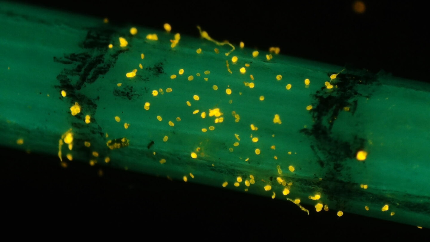 Pollen grains marked with quantum dots, fluorescing under UV light after being deposited on the hummingbird bill