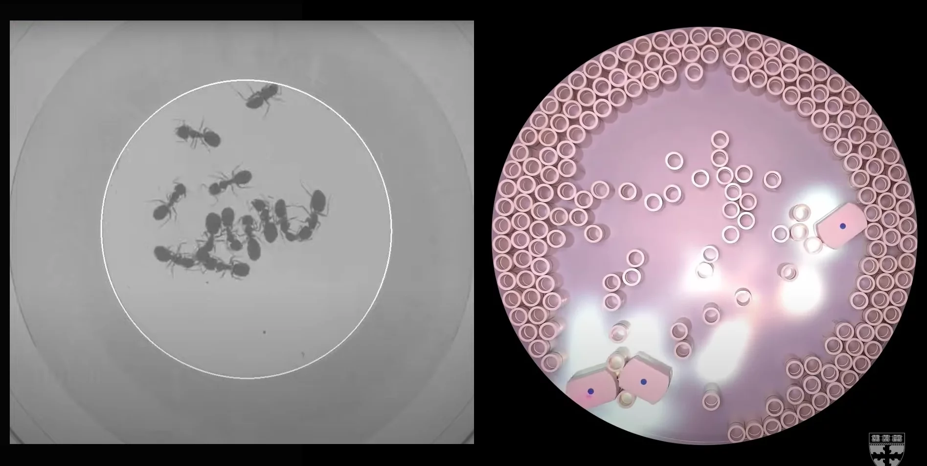 Left: Ants inside a corral with sandy walls, which eventually work together to escape. Right: Ant-inspired robots inside their own corral, leaving light field "pheromones" to guide others to move obstacles and escape