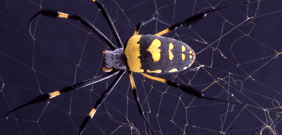Scientists have created a new 'hybrid' material inspired by spider silk
