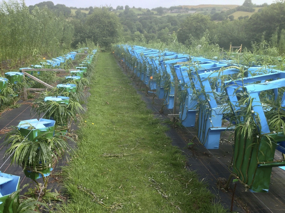 A row of trees over formers growing into future chairs