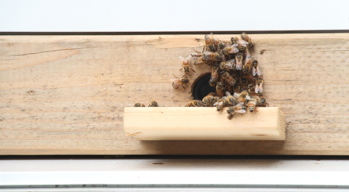 A foam entry and exit way slots below a sliding window and provides a platform for the bees to fly from and land on