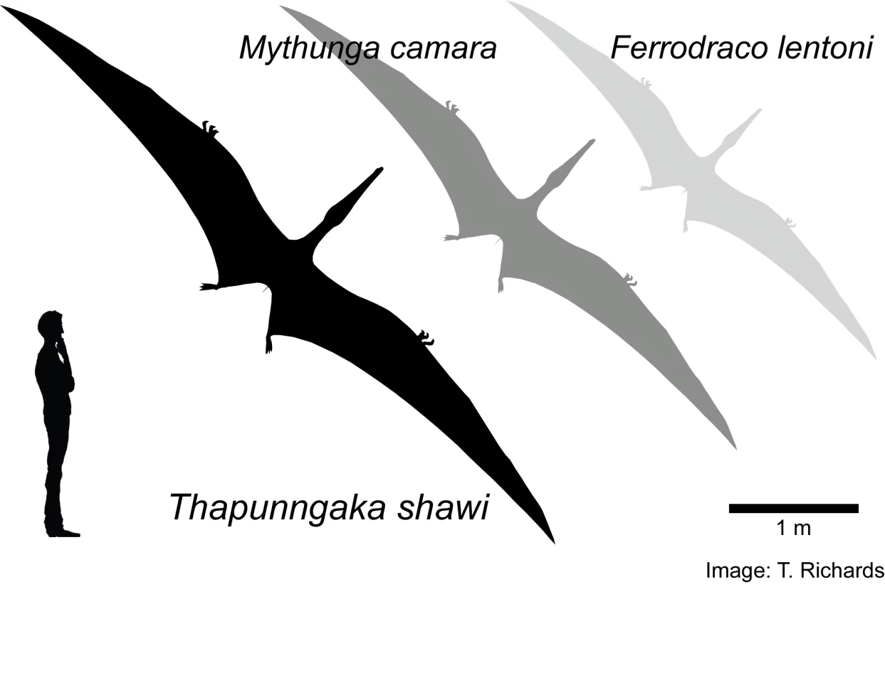 A size comparison of Thapunngaka shawi against an average human, and two other species of Australian pterosaurs