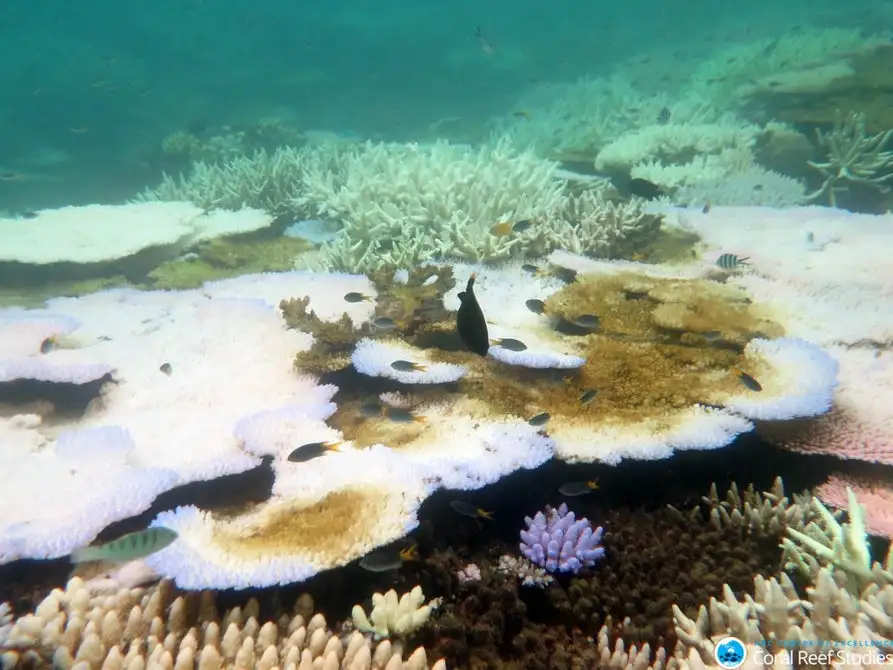 Indication of the bleaching in the Great Barrier Reef, taken at Mission Beach