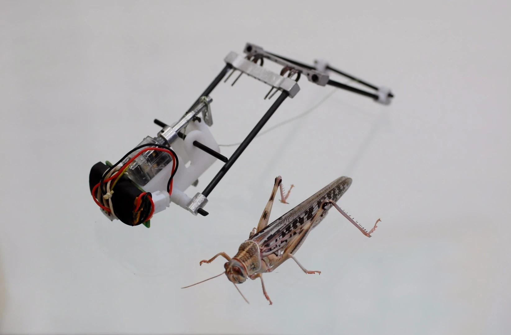 The TAUB robot, with its natural inspiration