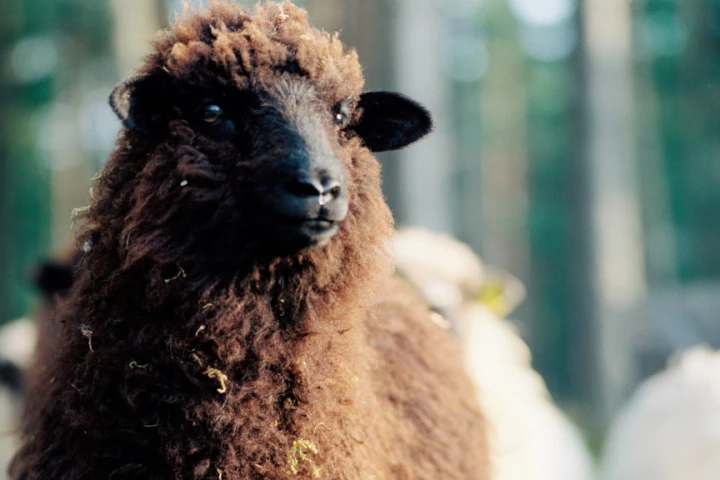 BlackSheep keeps an eye out for nefarious session hijackers using Firesheep (Image: Tanel Teemusk via Flickr)