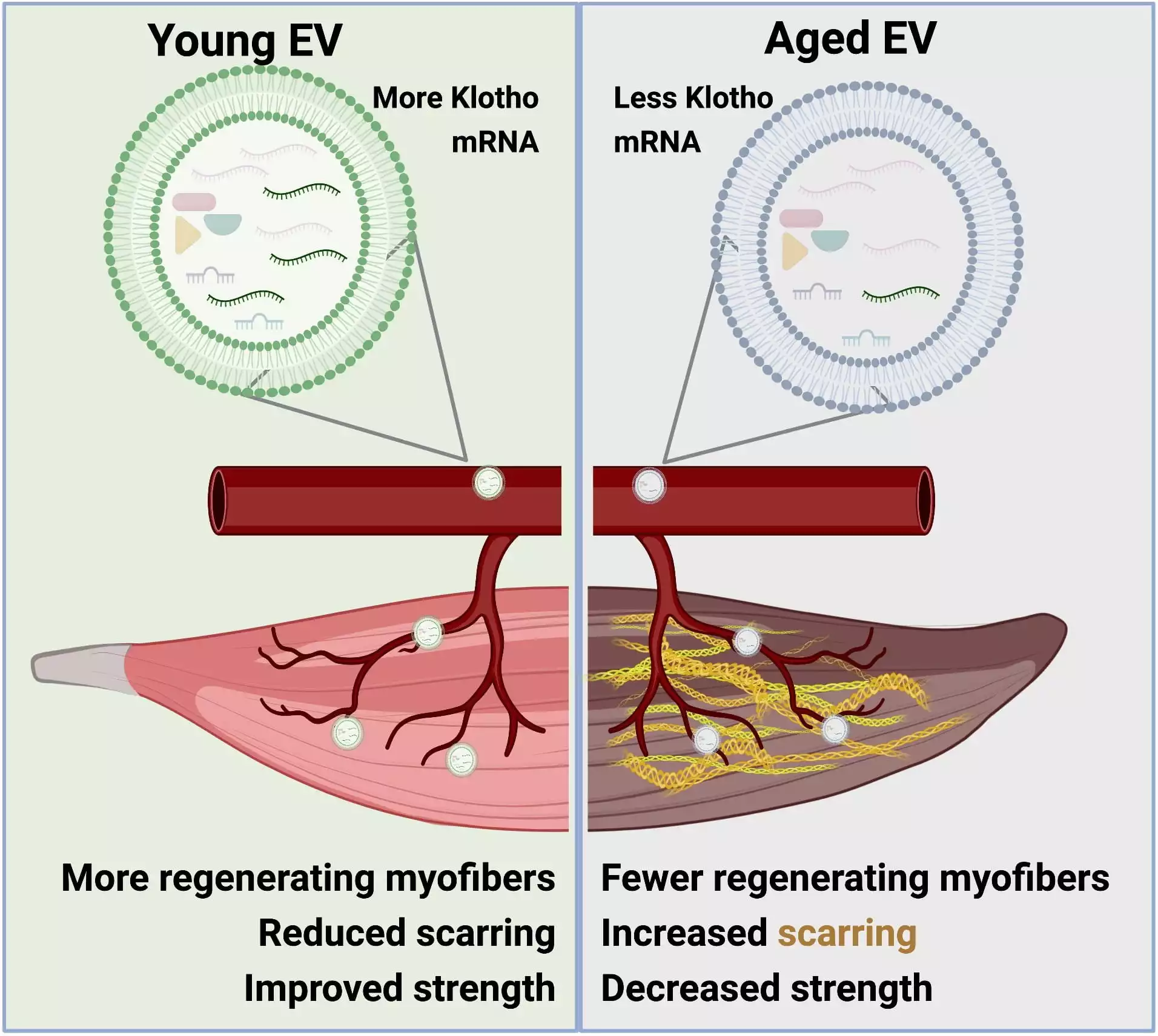 A diagram illustrating how EVs carrying mRNA for the muscle-regenerating protein Klotho differ in mice of different age groups