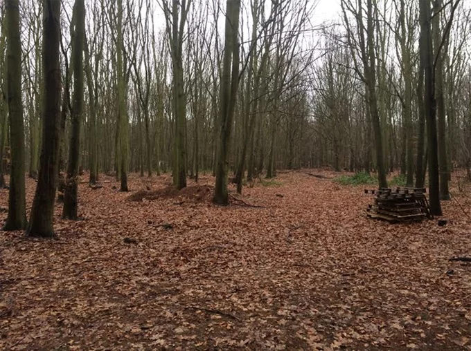 The cabin may also be based in Sherwood Forest, Nottingham (pictured)