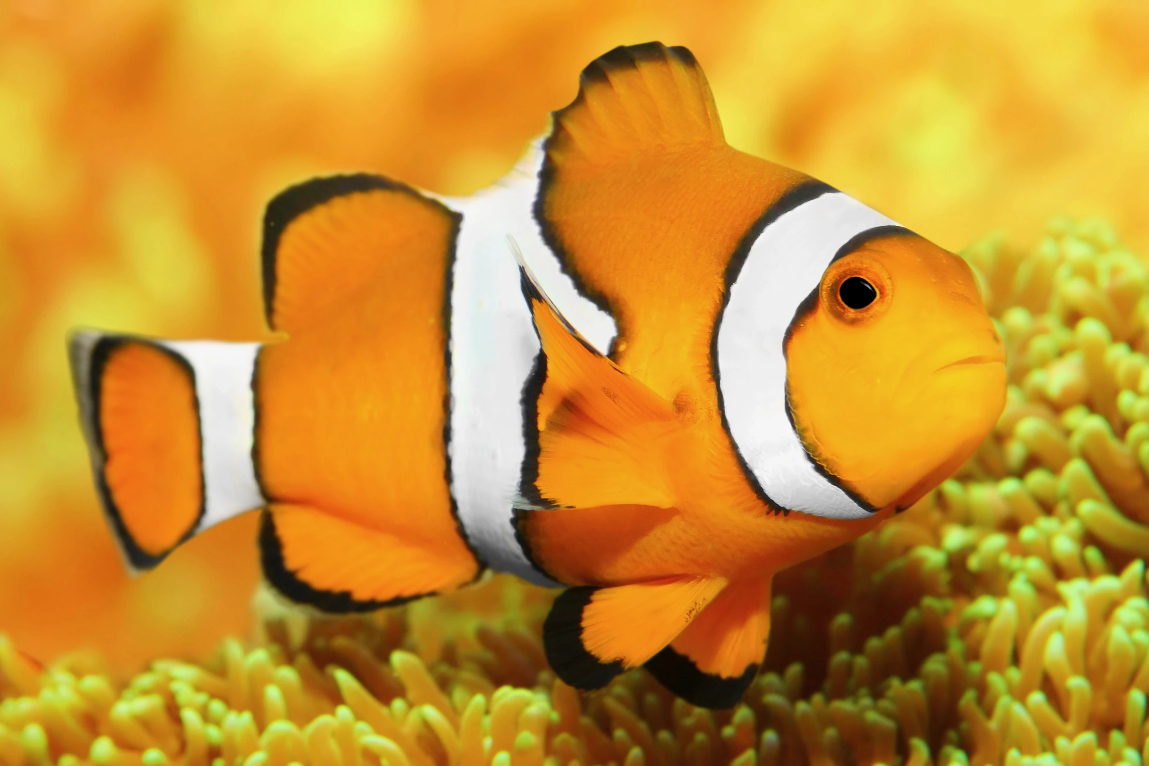 Clownfish are just one of many reef species that are known for having a lot to say