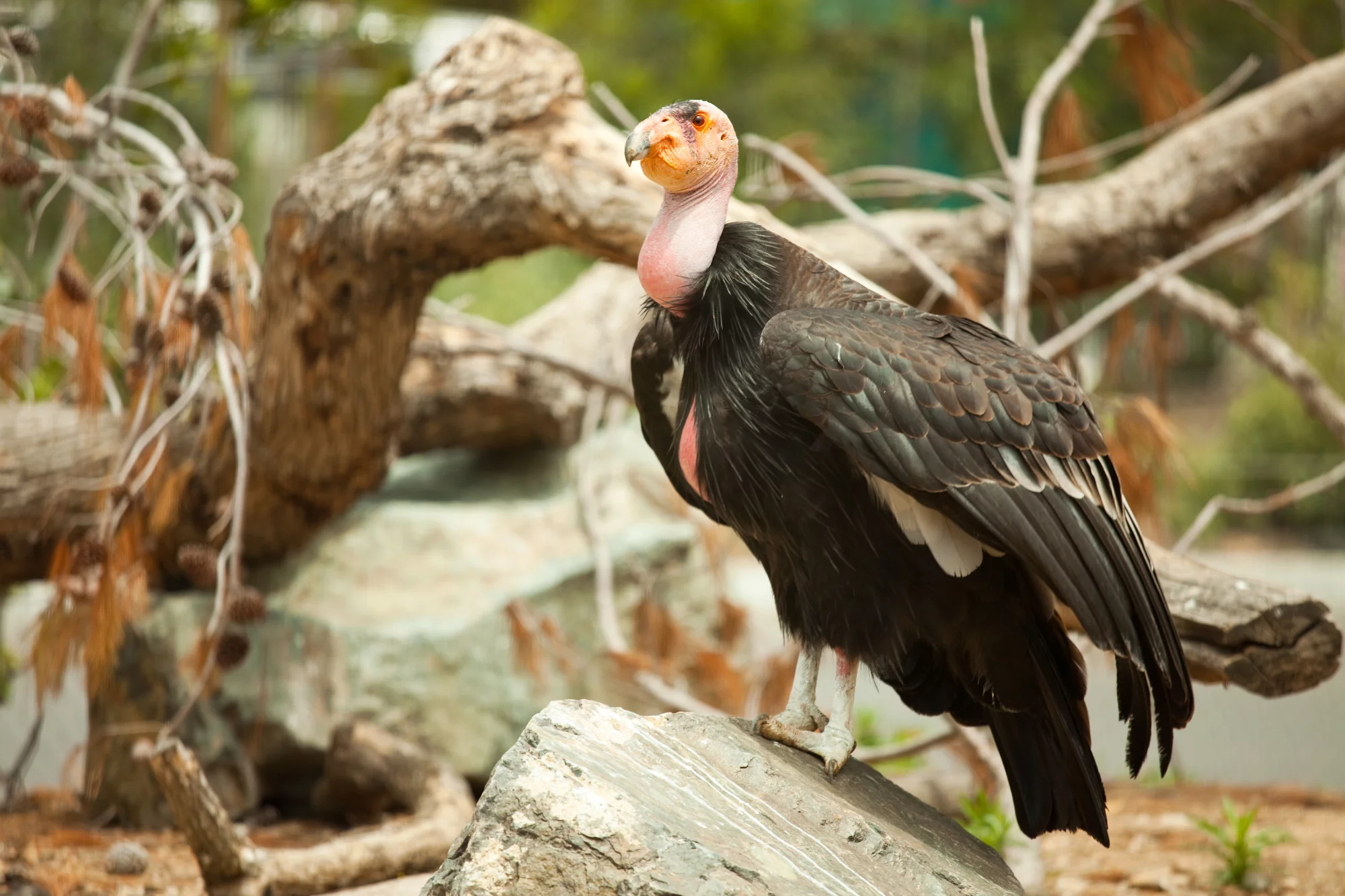 Genetic studies have revealed California condor chicks that were born through asexual reproduction – the first known instance for the species and rare among any birds