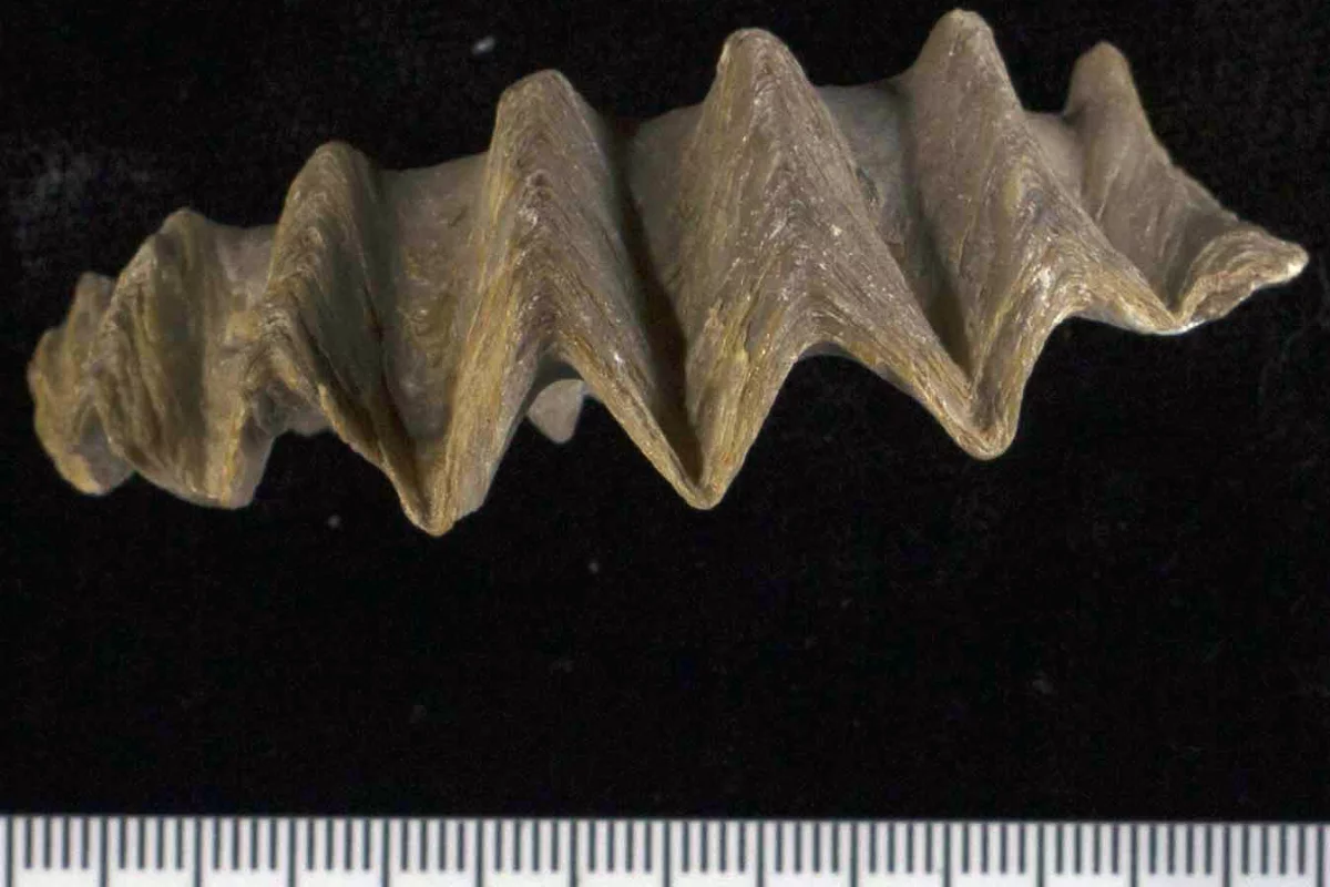 A fossil oyster shell, found in Libya and dating back between 72 and 66 million years ago