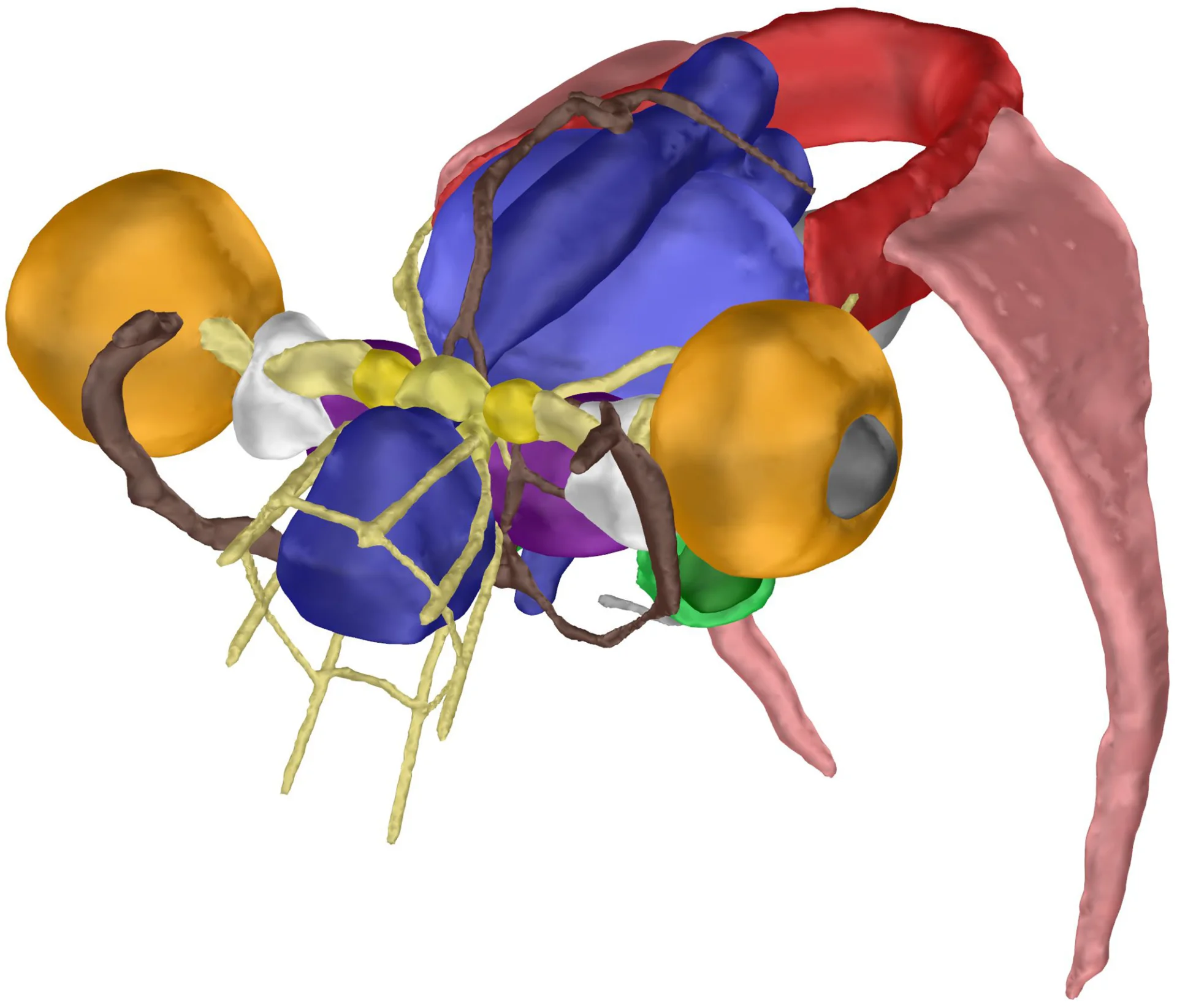 Octopus Mri MRI and CT scan tech used to nondestructively classify