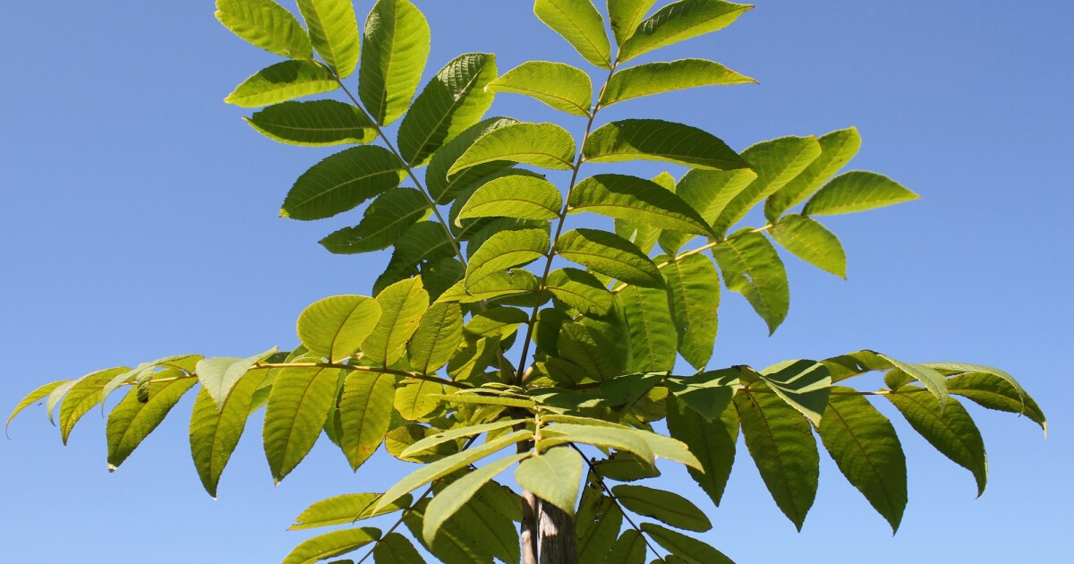 New eco-friendly herbicide discovered in walnut tree leaves New eco-friendly herbicide discovered in walnut tree leaves