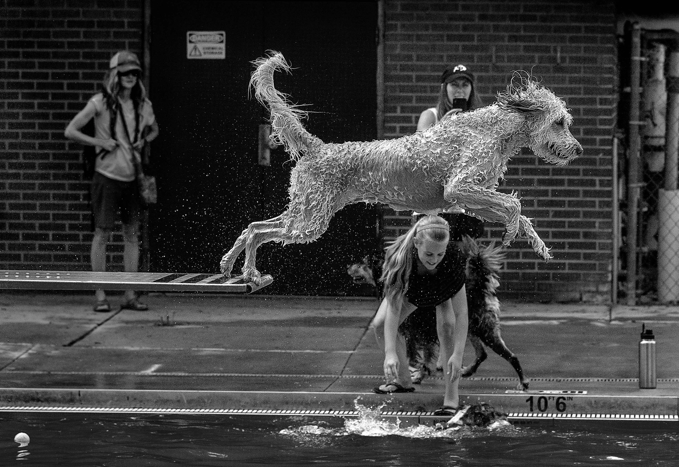 Shortlist, Motion, The Floating Point. A diving dog in an outdoor pool in Colorado, USA