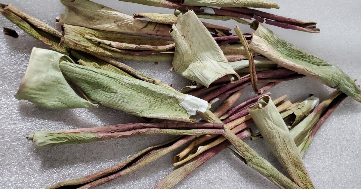 Waste aloe vera peels may be a source of eco-friendly insecticide Waste aloe vera peels may be a source of eco-friendly insecticide