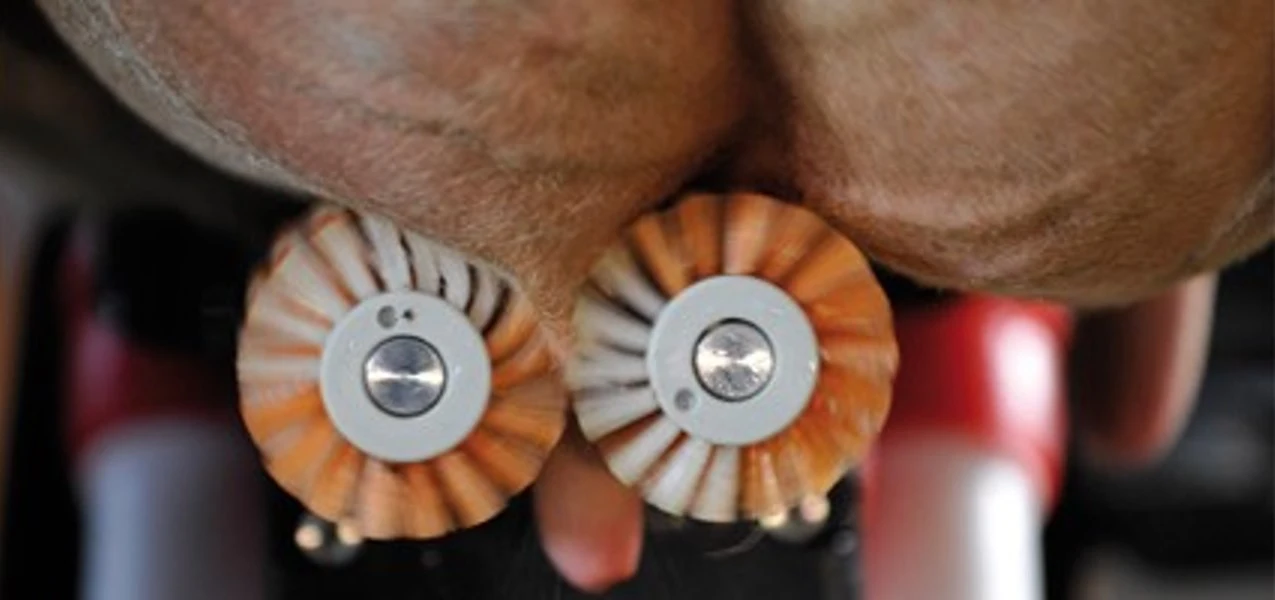 Counter-rotating teat cleaning brushes remove dirt and manure