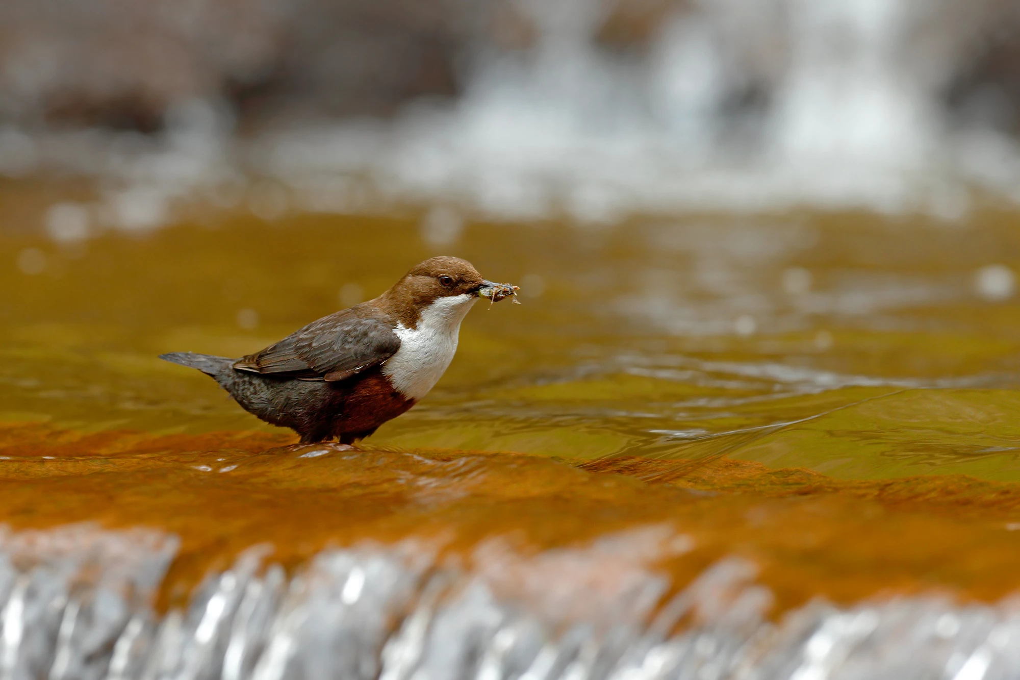 Through the discovery of plastic fragments in the feces and regurgitated food of dippers, scientists have found what they say is the first evidence of river microplastics traveling up the food chain