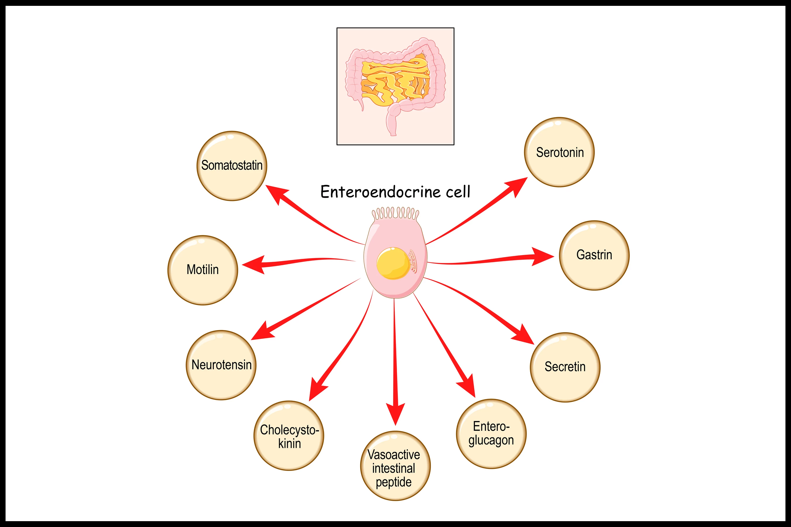 Hormones produced by enteroendocrine cells (EECs) in the gut