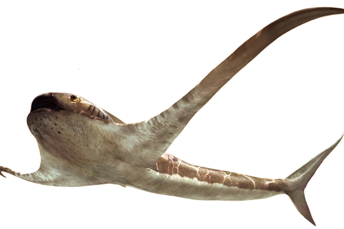 Aquilolamna milarcae had a shark-like main body, with ray-like wings