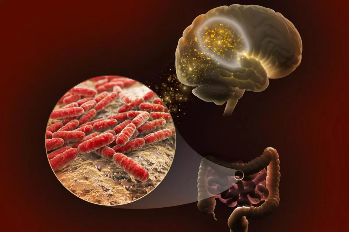 Lactate, produced by certain species of gut bacteria, may influence our memory
