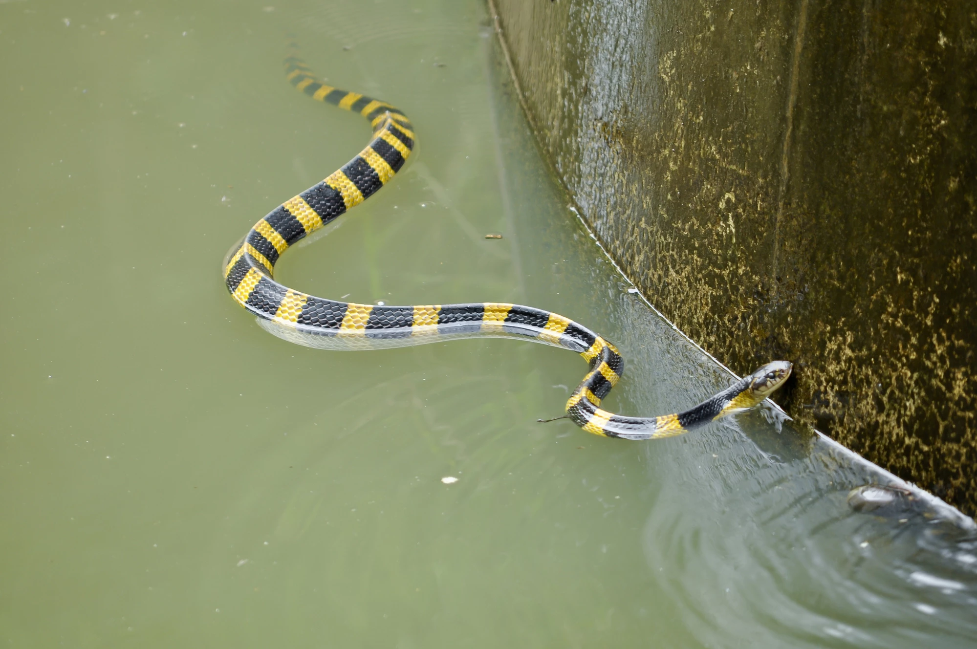 Although the krait's venom is lethal, the snake's bites are relatively painless