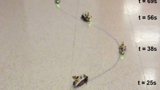 Scientists from North Carolina State University are working on remotely controlable sensor-equipped cockroaches