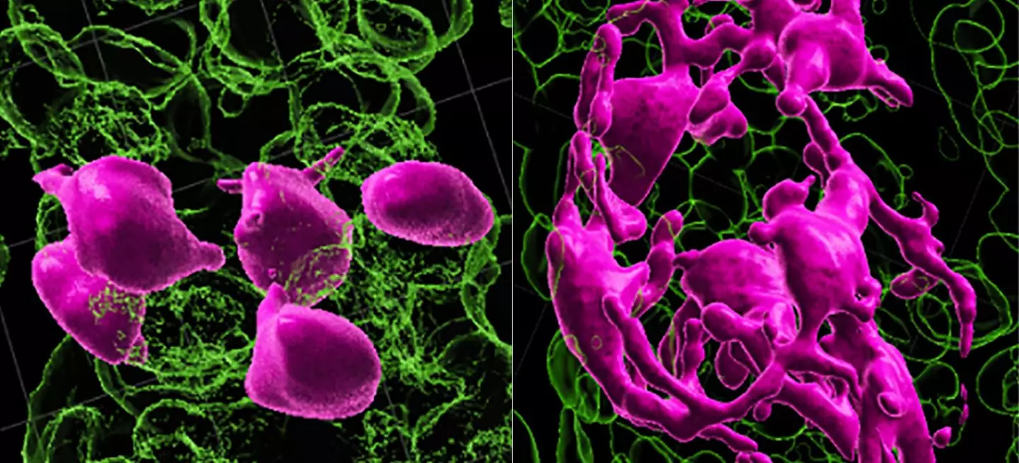 Hair-coloring stem cells, in pink (left), need to be in the hair germ compartment in order to be activated (right) to develop into pigment. Sun, Q., Lee, W., Hu, H. et al (CC by 4.0)