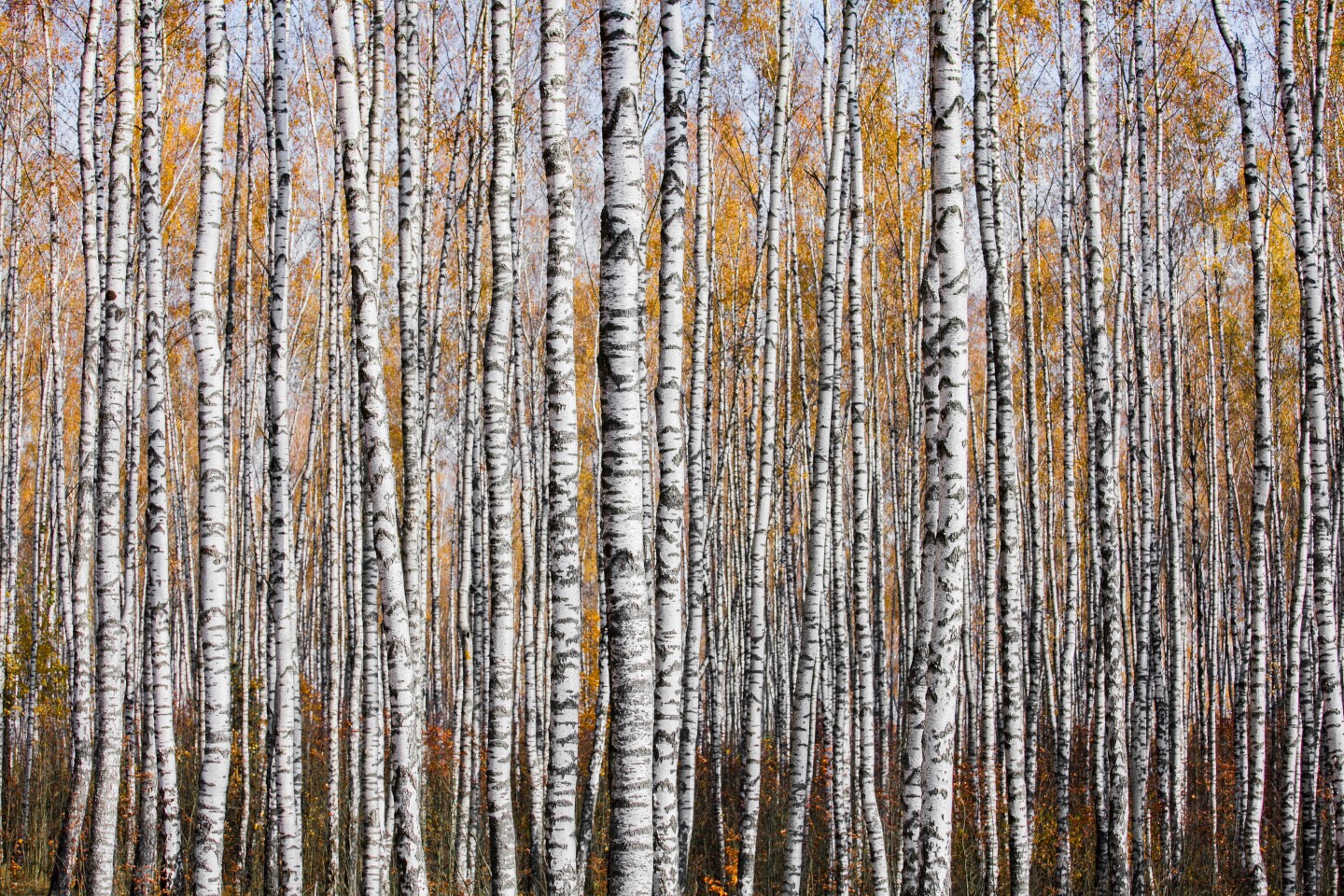 Mikhail Kapychka was the overall runner up with this photo of autumnal birch trees