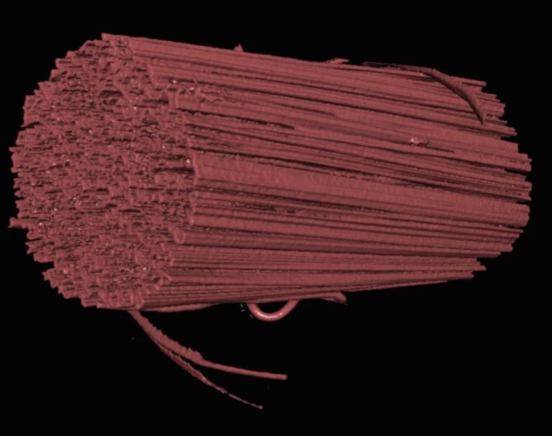A microscope image, showing the numerous fibrils within one piece of the fiber