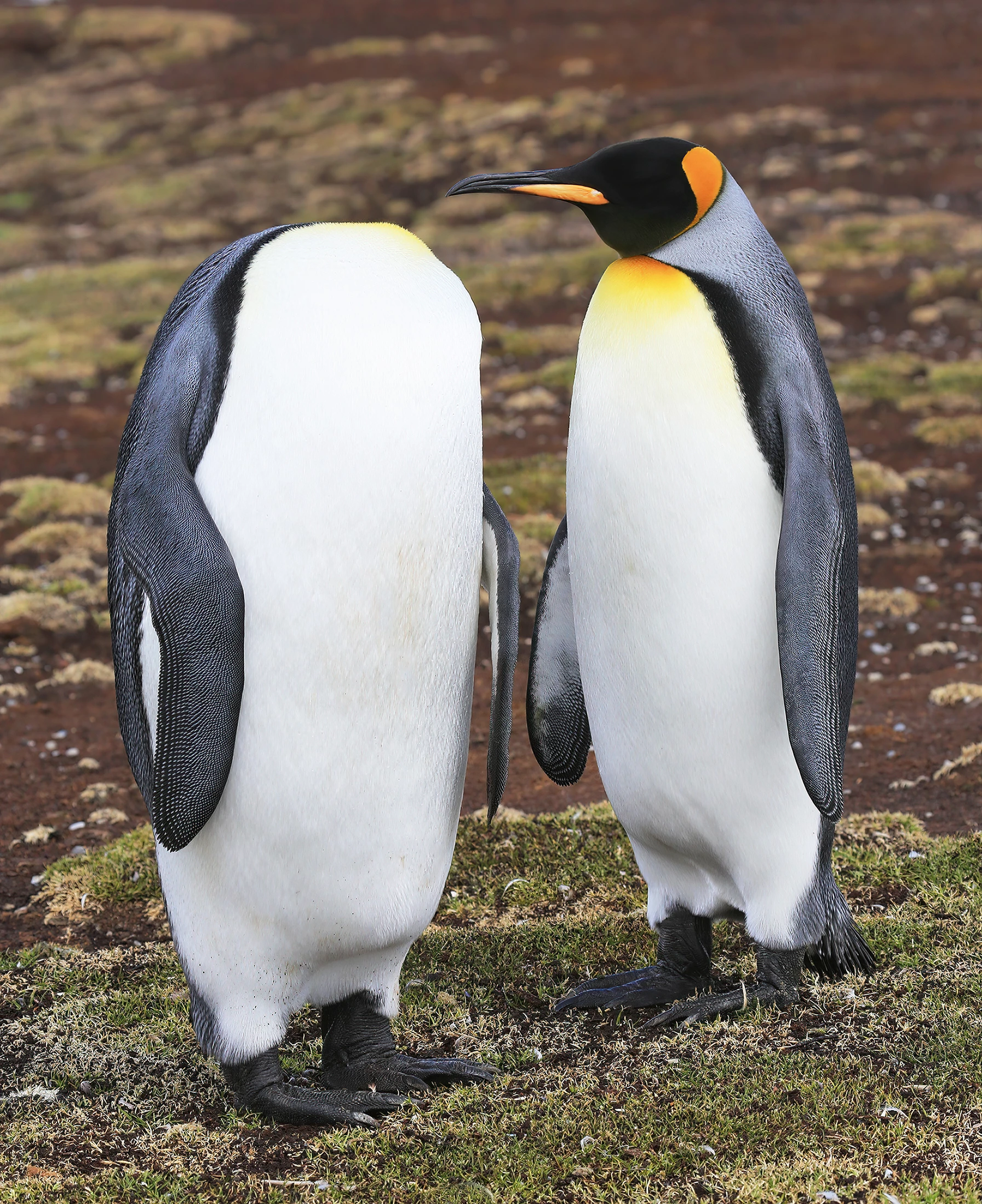 "Keep calm and keep your head". King Penguin (Aptenodytes patagonicus), Volunteer Point, East Falkland