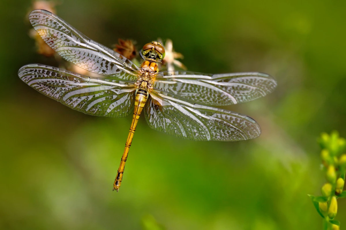 A new imaging technique has revealed how dragonfly wings get their antibacterial properties