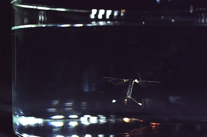 RoboBee is the first-ever aerial and aquatic capable insect-scale robot