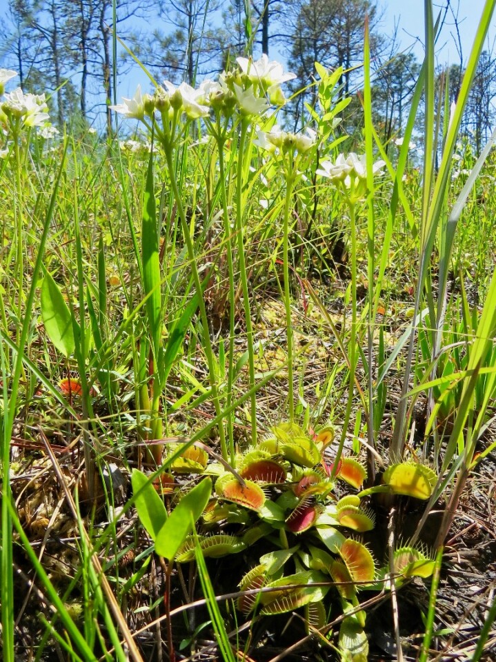 Venus flytraps in their native habitat, a radius of 100 miles from Wilmington, North Carolina