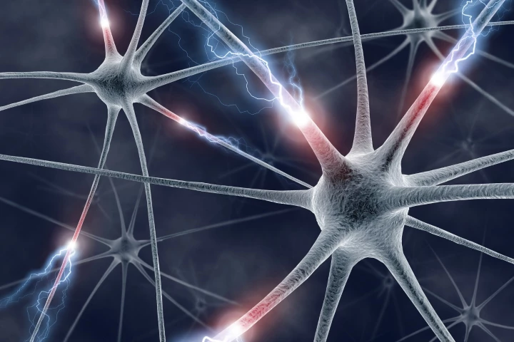 Oxford scientists have observed the electrical signals running through fruit fly brains while they gather evidence to make decisions