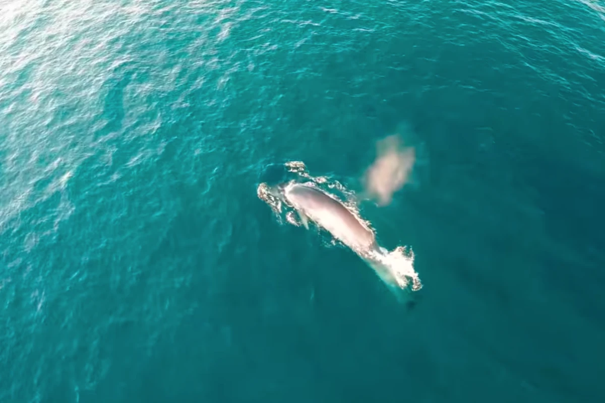 An endangered Bryde's whale as shot from above by drone