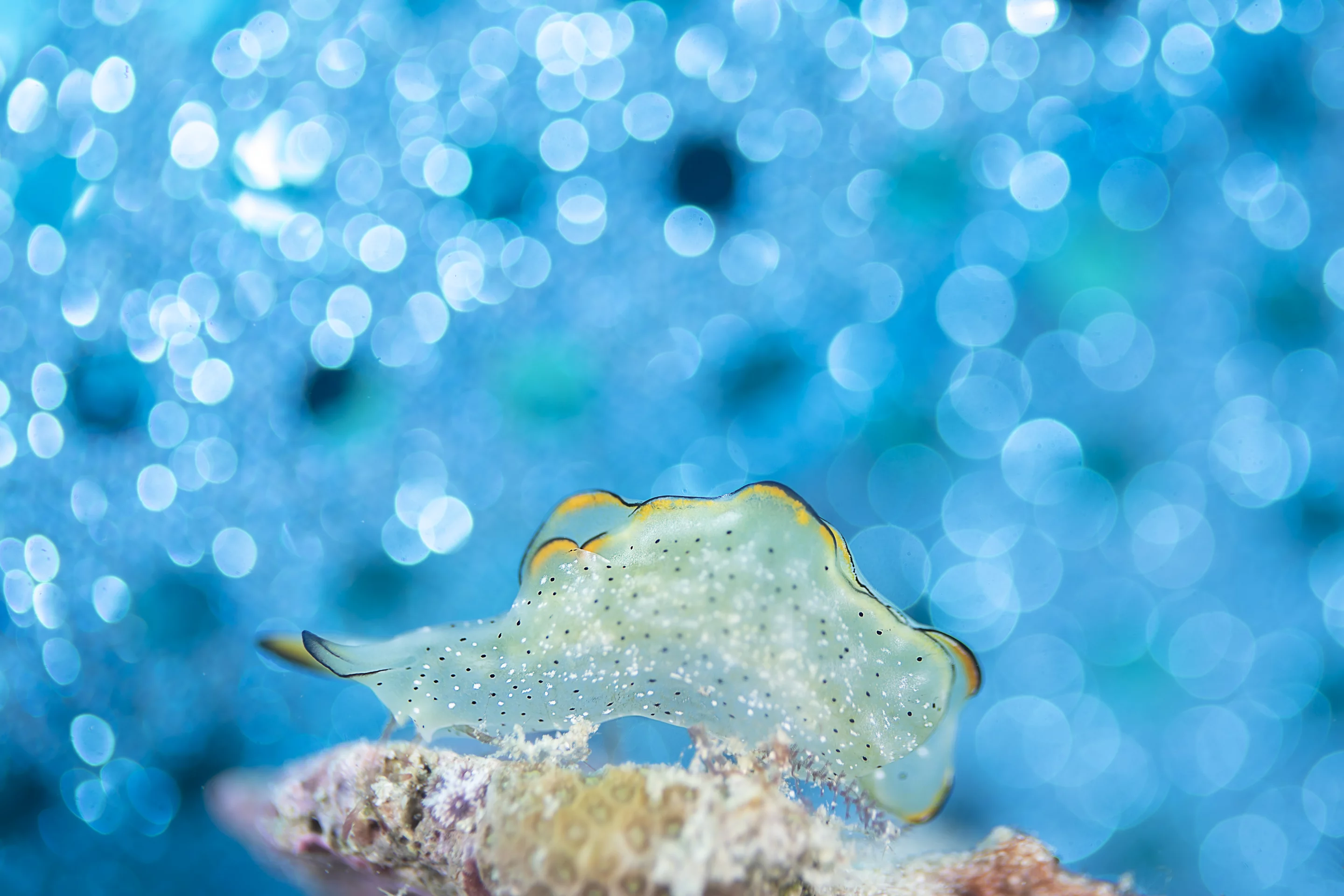 Commended, Category - Macro. Often the nudibranchs are placed in places that do not allow beautiful / colored background