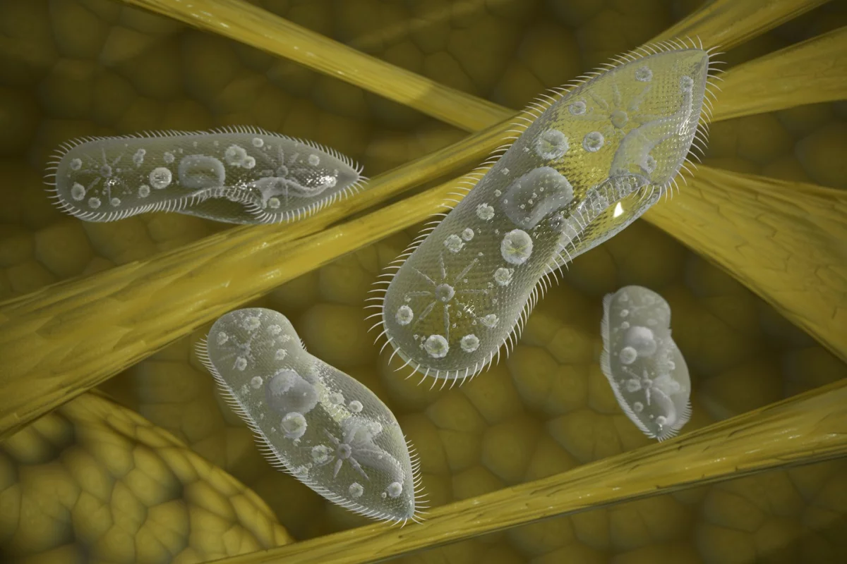 The new type of highly maneuverable microrobot uses a propulsion system inspired by the ciliated organism, the paramecium
