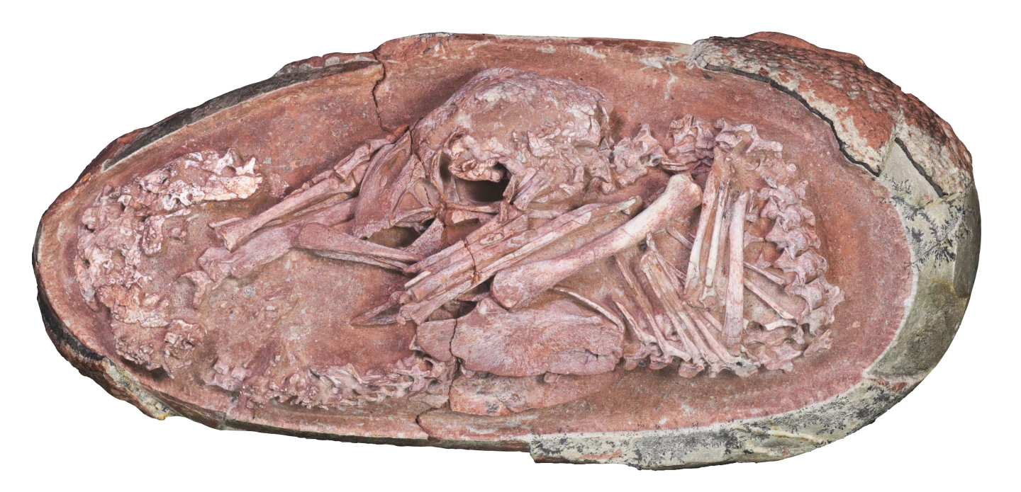 The actual fossil, which is said to be one of the most complete dinosaur embryos ever found